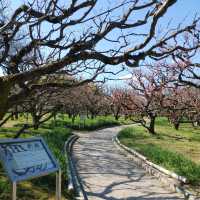 万博記念公園　桜まつり　梅林・桜開花状況