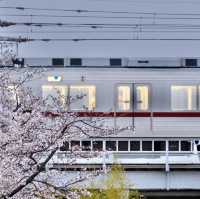 【東京】ついに始まった隅田川の桜祭り