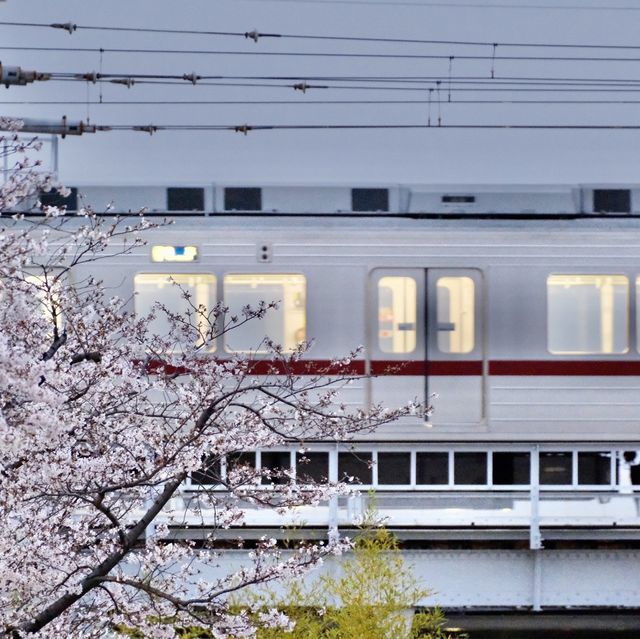 【東京】ついに始まった隅田川の桜祭り