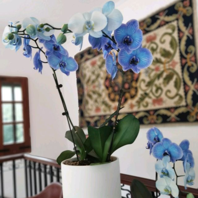Pousada de Coloane ～住宿篇