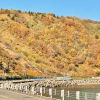 ペシ岬と道路沿いの一面の紅葉が絶景の鴛泊