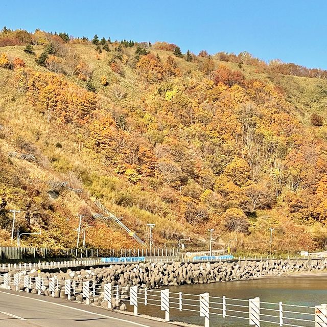 ペシ岬と道路沿いの一面の紅葉が絶景の鴛泊