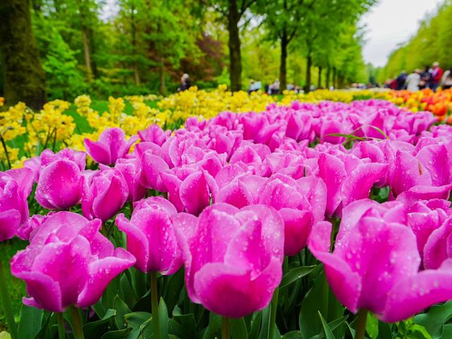 荷蘭🇳🇱全世界最大最美鬱金香花園🌷 荷蘭🇳🇱全世界最大最美鬱金香花園🌷