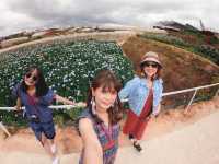 Garden Hydrangeas เมืองดาลัด (Da Lat)