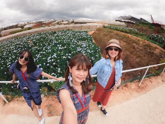 Garden Hydrangeas เมืองดาลัด (Da Lat)
