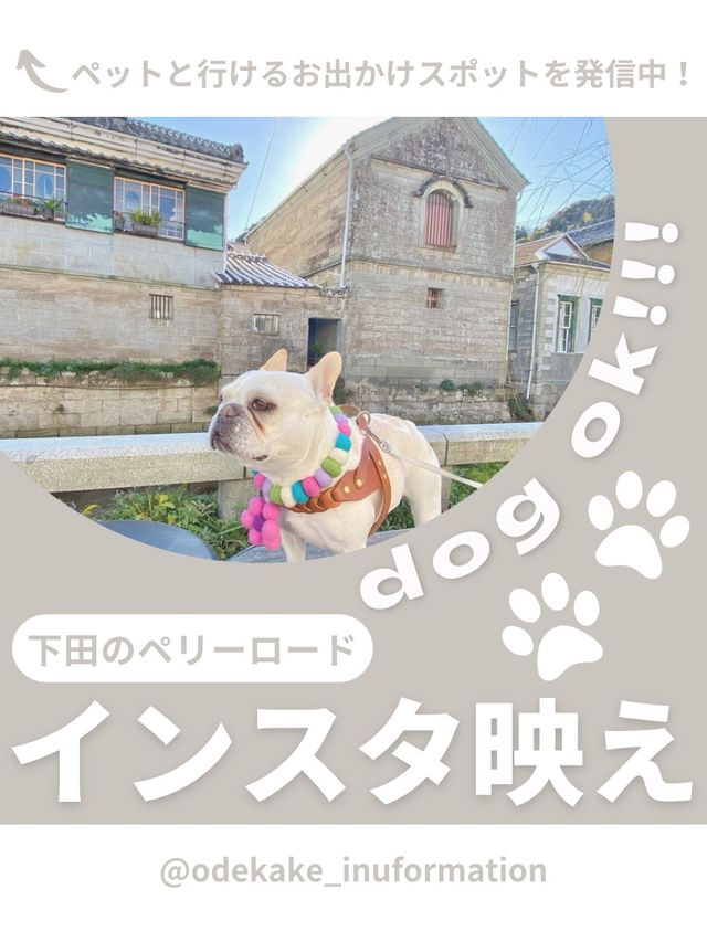 【下田】わんこと行けるインスタ映えスポット🫧