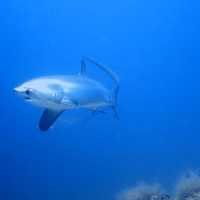 thresher shark at malapausca 