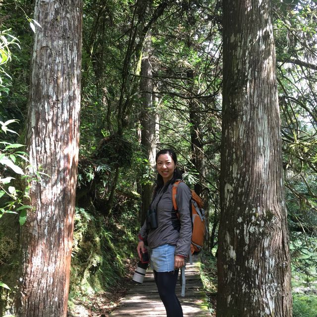 ［南投杉林溪森林］炎夏親子嘅避暑勝地😎