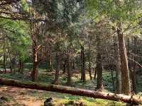 桃園東眼山國家森林公園｜美到極點的自導式步道🌳