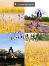 ทุ่งดอกไม้ป่าบาน วนอุทยานน้ำตกผาหลวง