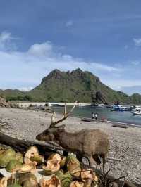 ย้อนเวลาไปเที่ยวอินโดเดือนธันวา : Padar Island