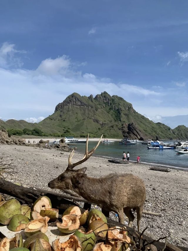 ย้อนเวลาไปเที่ยวอินโดเดือนธันวา : Padar Island