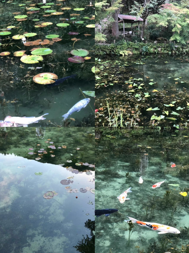 【岐阜】行ってよかったスポット4選😍🖼