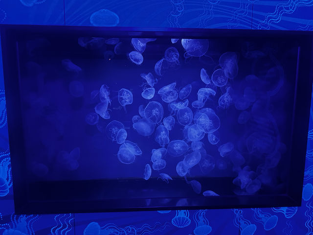 墨爾本水族館初體驗