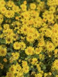 ทุ่งดอกเก็กฮวยบิ๊กโจ๊ย อ.มวกเหล็ก สระบุรี 🌼