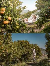 Jinju The Orange Farm สวนส้มที่ม่อนแจ่มฟีลเกาหลี🍊