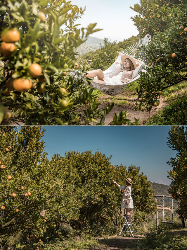 Jinju The Orange Farm สวนส้มที่ม่อนแจ่มฟีลเกาหลี🍊