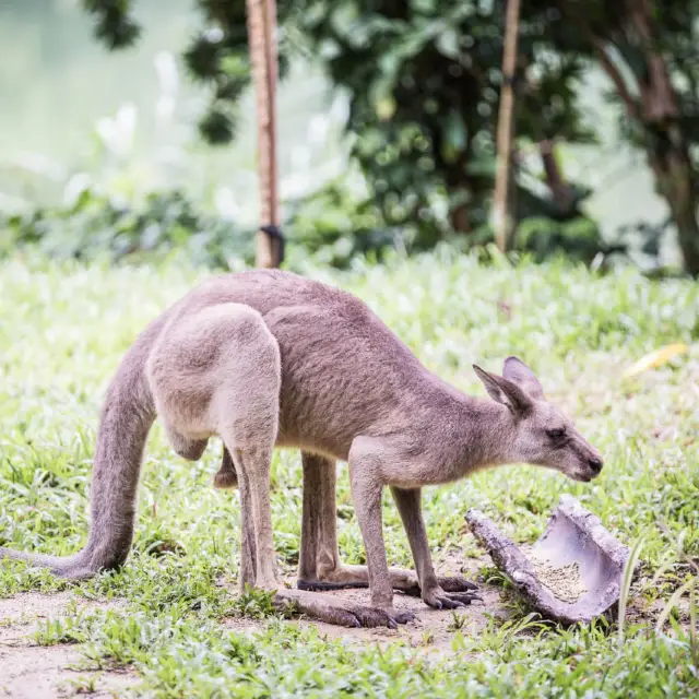 Animal Adventure at Singapore Zoo