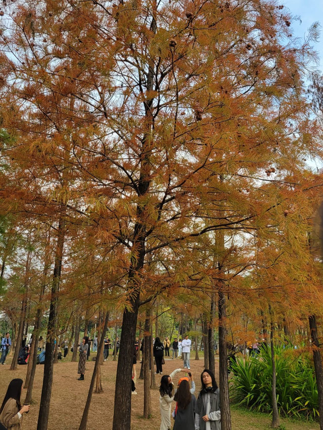 福田蓮花山公園，落羽松打卡景點