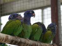 Kakegawa Bird Park