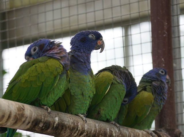 Kakegawa Bird Park