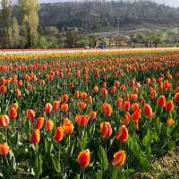 Tulip garden Srinagar