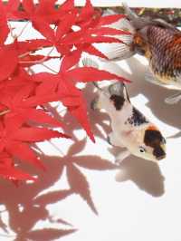【東京(銀座)】季節ごとに楽しめて、この冬に行きたい！金魚のアートアクアリウム