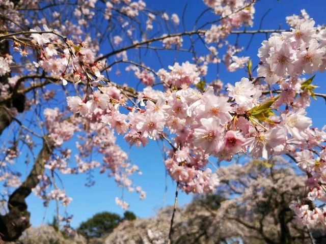 Tsutsujigaoka Park