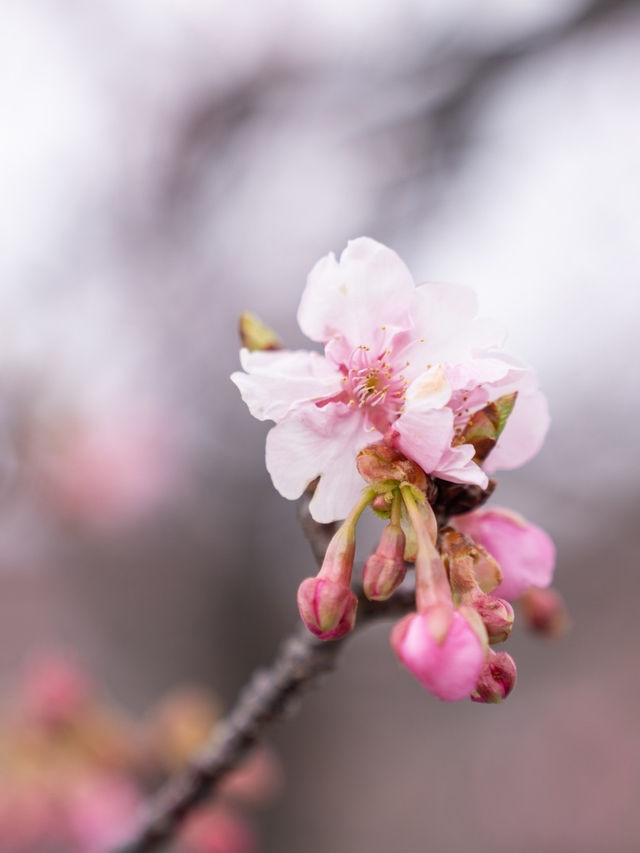 【静岡県/伊豆の国市】菜の花も楽しめるいちご狩り！？