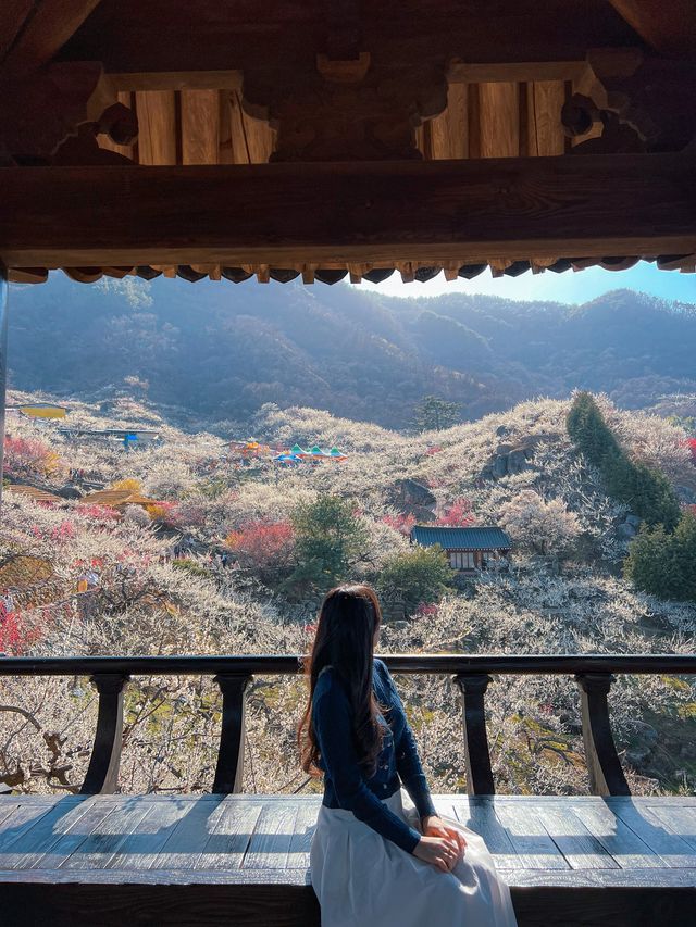 다가오는 3월, 광양에 꼭 가야하는 이유 🌸
