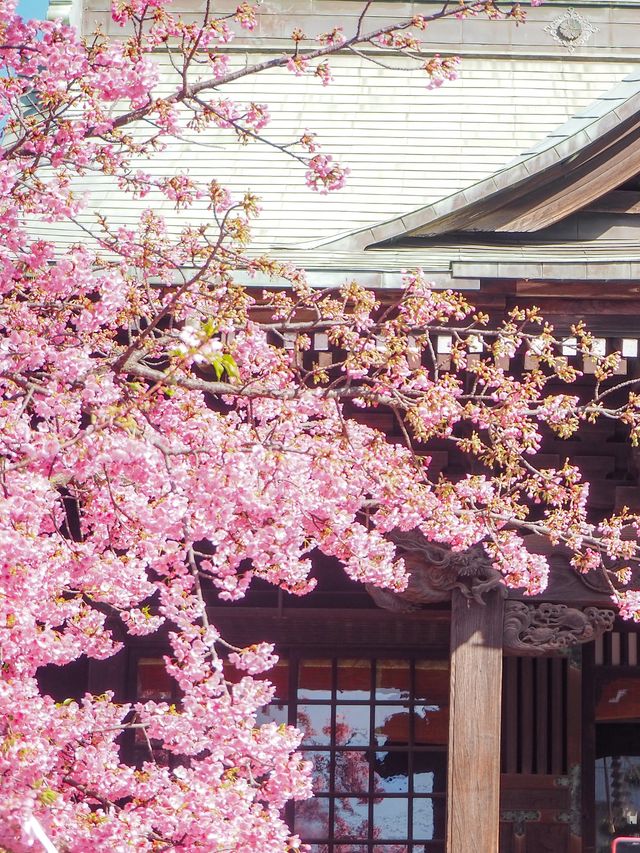 【桜神宮】都内の可愛すぎる河津桜スポット