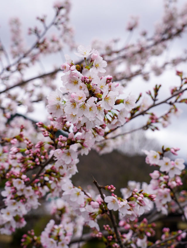 6 Places to Catch Cherry Blossom in Kyoto!