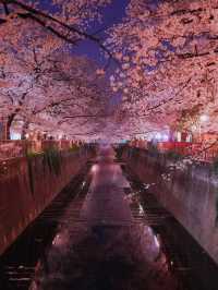 総距離4km‼️川沿いの道のりを歩いて桜を堪能しよう🌸花見クルーズもある⁉️※撮影ポイント(場所)情報付き