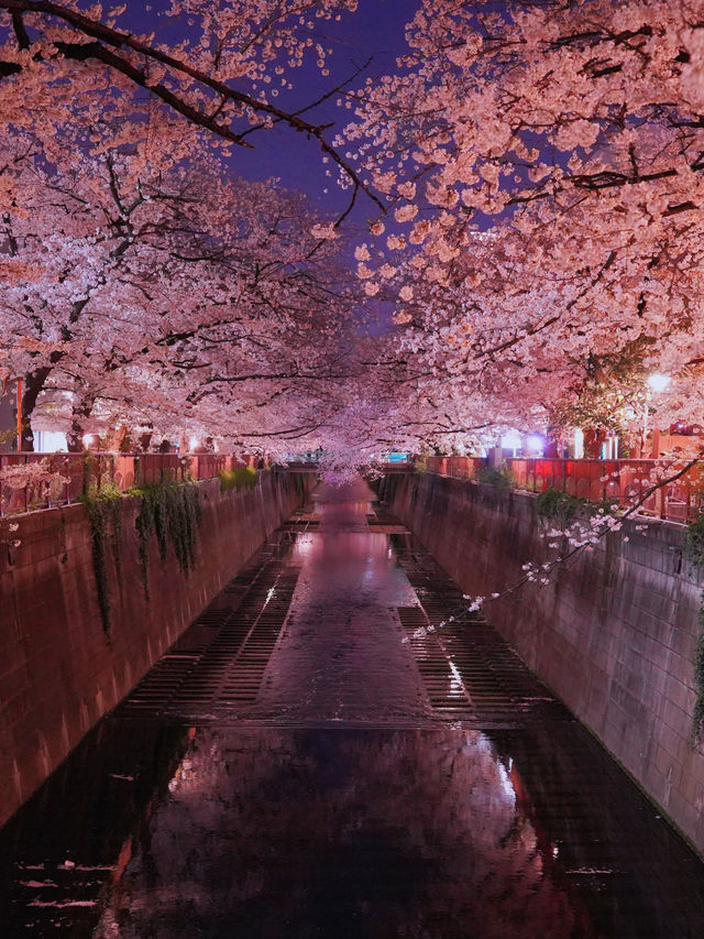 総距離4km‼️川沿いの道のりを歩いて桜を堪能しよう🌸花見クルーズもある⁉️※撮影ポイント(場所)情報付き