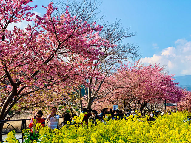 🇯🇵靜岡｜伊豆河津櫻🌸2月關東賞櫻首選