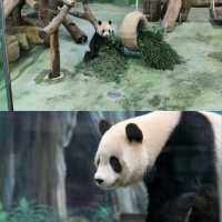 【臺北景點】臺北市立動物園：動物多樣、環境乾淨，適合教育、娛樂和探險