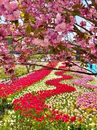 Taean Tulip Festival 