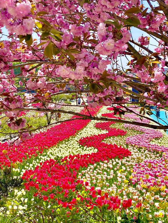 Taean Tulip Festival 