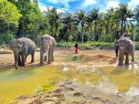 Ao Nang Elephant Sanctuary