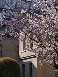 【京都×桜】ホントは教えたくない🙅日本最古の官公庁建造物と中庭の桜🌸