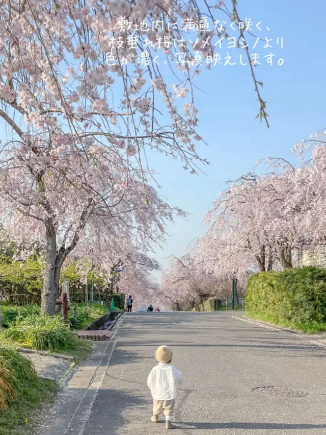 愛知　枝垂れ桜の隠れた名所　東谷山フルーツパーク