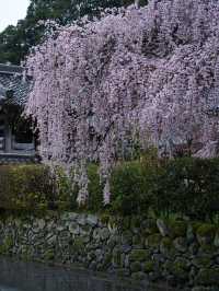 【奈良×桜】降り注ぐような樹齢300年しだれ桜が2本存在する穴場の桜スポット🌸
