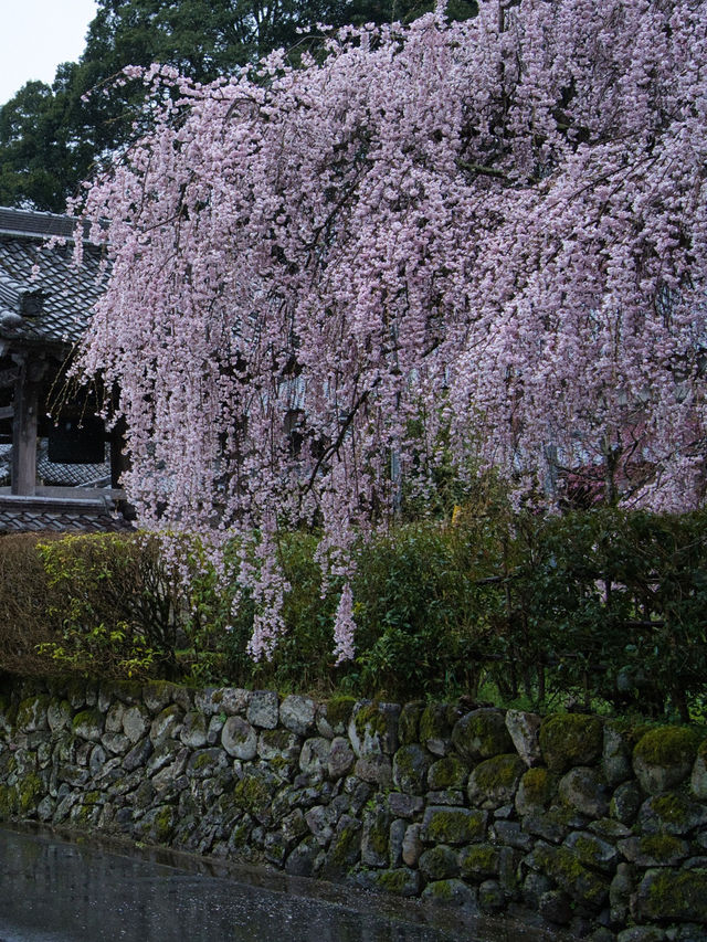 【奈良×桜】降り注ぐような樹齢300年しだれ桜が2本存在する穴場の桜スポット🌸