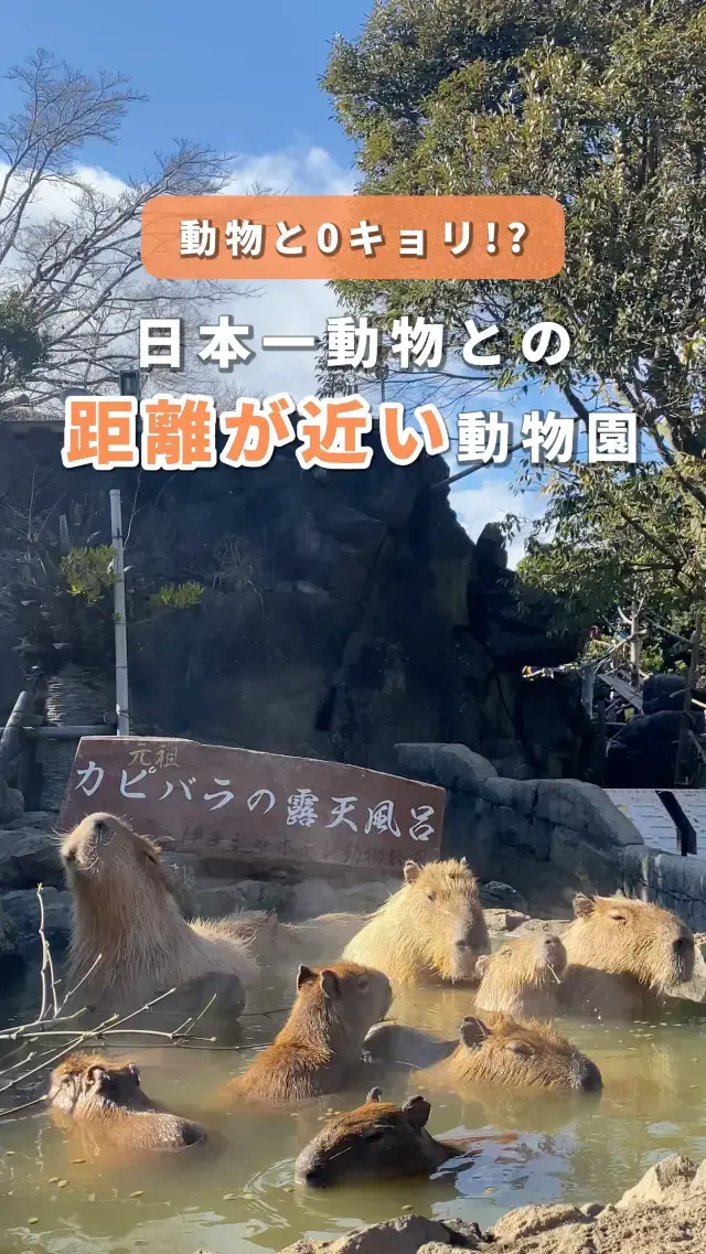 【静岡】距離感ゼロのリアルジャングルクルーズ🐒✨