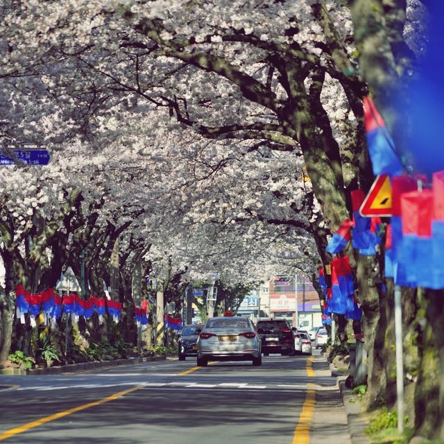 🌸 제주시의 봄을 대표하는 명소, 전농로벚꽃거리