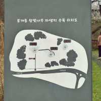 👍🏻 제주도에서 만난 왕벚나무의 비밀, 천연기념물이 된 이유!