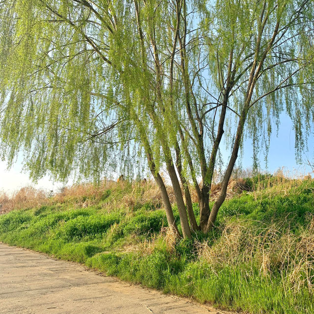 봄에는 자전거타며 서울여행🚲