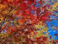 🍁สวนสาธารณะฮิบิยะ Hibiya Park 