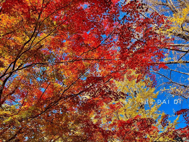 🍁สวนสาธารณะฮิบิยะ Hibiya Park 