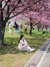 🇯🇵南千住 汐入公園 很多早開櫻花品種 櫻花晚開也不用怕🌸